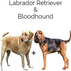 Labloodhound Dog